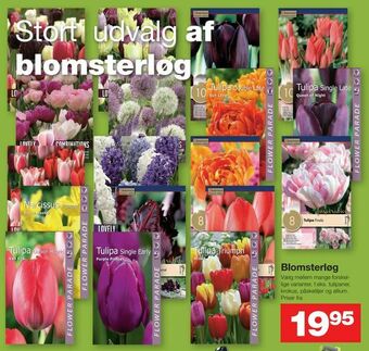 Blomsterløg