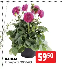 jem & fix DAHLIA tilbud
