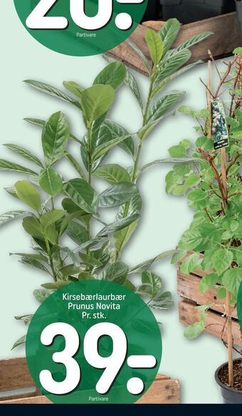 REMA 1000 Kirsebærlaurbær Prunus Novita tilbud