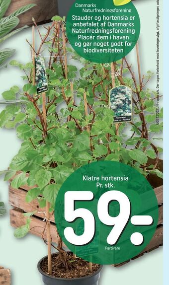 REMA 1000 Klatre hortensia tilbud