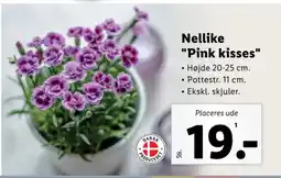 Lidl Nellike "Pink kisses" tilbud