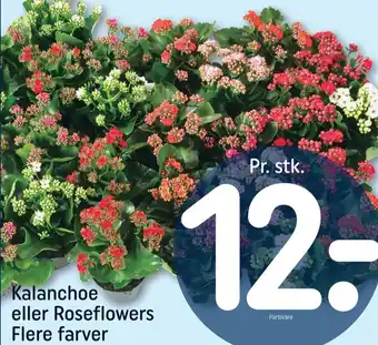 REMA 1000 Kalanchoe tilbud
