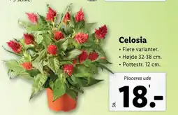 Lidl Planter tilbud