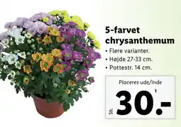 Lidl Planter tilbud