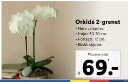 Lidl Orkidé 2-grenet tilbud