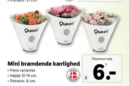 Lidl Mini brændende kærlighed tilbud