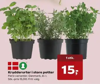 SuperBrugsen Krydderurter i store potter tilbud