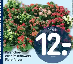 REMA 1000 Kalanchoe eller Roseflowers Flere farver tilbud