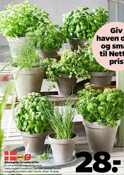 Netto Mynte tilbud