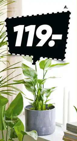 Bilka Grønne planter tilbud