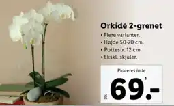 Lidl Orkidé 2-grenet tilbud