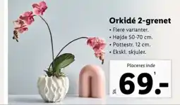 Lidl Orkidé 2-grenet tilbud