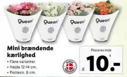 Lidl Mini brændende kærlighed tilbud
