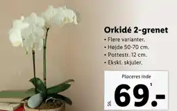 Lidl Orkide tilbud