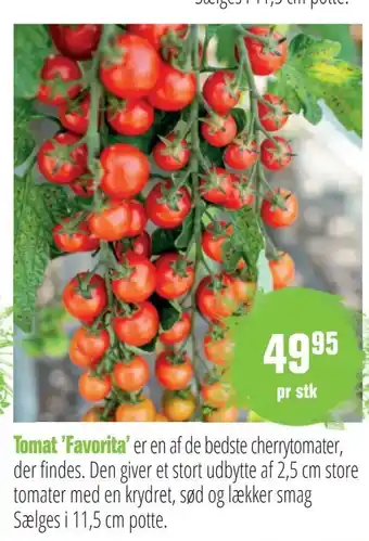 Tomat 'Favorita'
