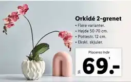 Lidl Orkidé 2-grenet tilbud