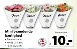 Lidl Mini brændende kærlighed tilbud