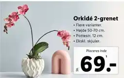 Lidl Orkide tilbud
