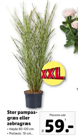 Lidl Planter tilbud