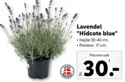 Lidl Lavendel "Hidcote blue" tilbud
