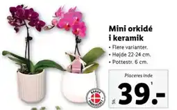Lidl Mini orkidé i keramik tilbud