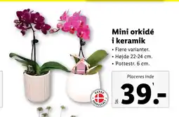 Lidl Mini orkidé i keramik tilbud