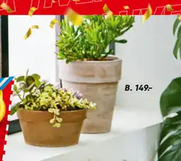 Bilka Grønne planter tilbud