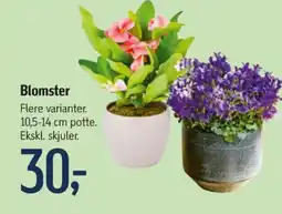 Føtex Planter tilbud