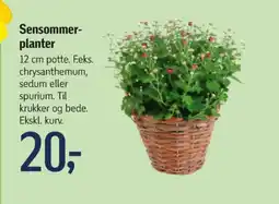 Føtex Planter tilbud
