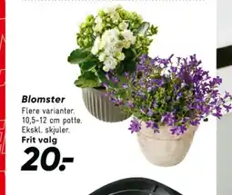 Bilka Planter tilbud