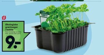 Bilka Økologiske grøntsager i bakke tilbud