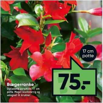 Bilka Bægerranke tilbud