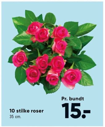 Bilka 10 stilke roser tilbud