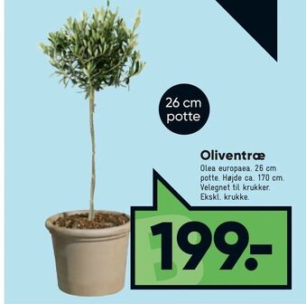 Bilka Oliventræ tilbud