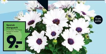 Bilka Spansk marguerit tilbud