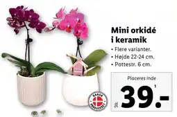 Lidl Orkide tilbud