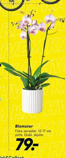 Bilka Blomster tilbud
