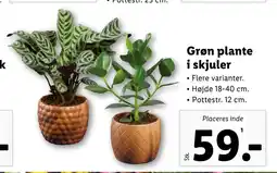 Lidl Grøn plante i skjuler tilbud
