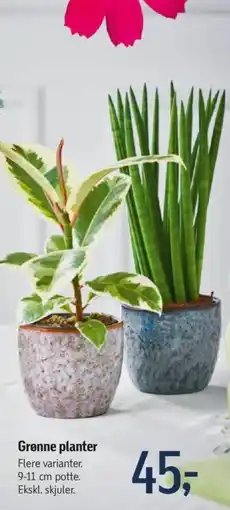 Føtex Grønne planter tilbud