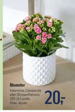 Føtex Blomster tilbud