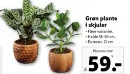 Lidl Grøn plante i skjuler tilbud