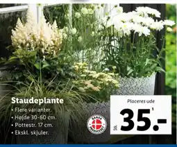 Lidl Planter tilbud