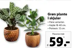 Lidl Planter tilbud