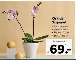 Lidl Orkidé 2-grenet tilbud