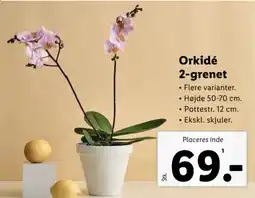 Lidl Orkidé 2-grenet tilbud
