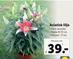 Lidl Asiatisk lilje tilbud