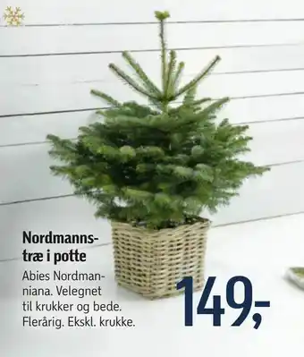Føtex Nordmanns træ i potte tilbud