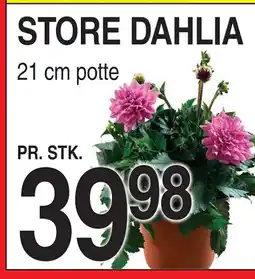 ABC Lavpris STORE DAHLIA tilbud