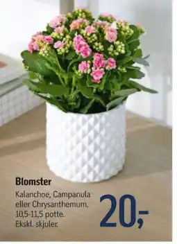 Føtex Planter tilbud
