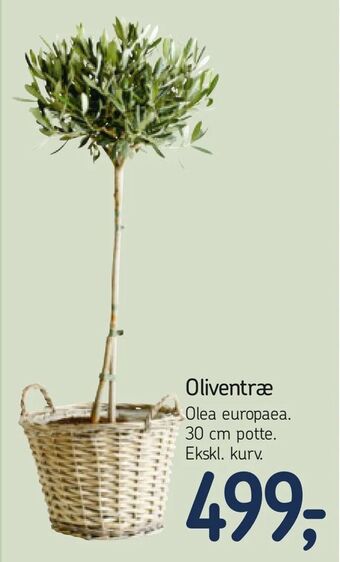 Føtex Oliventræ tilbud